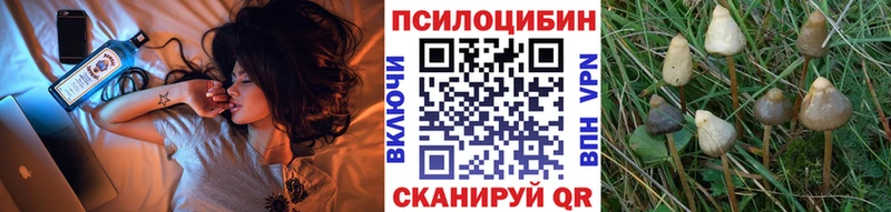 hydra   Нюрба  Псилоцибиновые грибы Psilocybe 